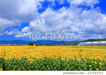 [Yamaguchi Prefecture] Sunflowers in a sea of flowers on a clear day (seasonal flower field) 117143731