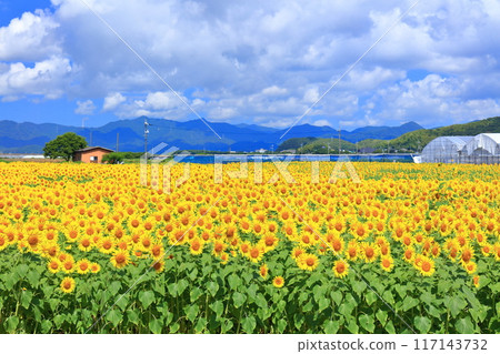 【山口縣】晴天花海中的向日葵（季節花園） 117143732