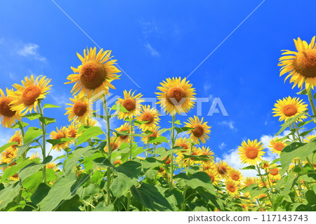 【山口縣】晴天花海中的向日葵（季節花園） 117143743