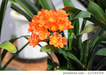 Junziorchid 花朵盛開 Junziorchid 花朵盛開 117143754