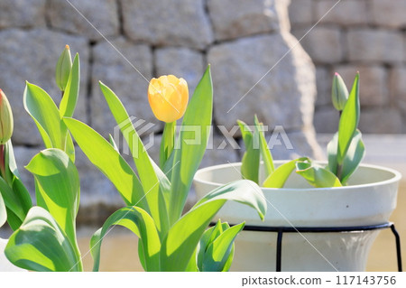 Tulip flowers beginning to bloom Tulip flowers beginning to bloom 117143756