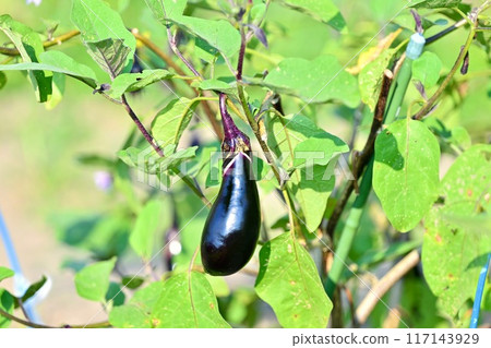 Home garden eggplant, aubergine, brinjal, vegetables, gardening, horticulture. Home garden eggplant, aubergine, brinjal, vegetables, gardening, horticulture. 117143929