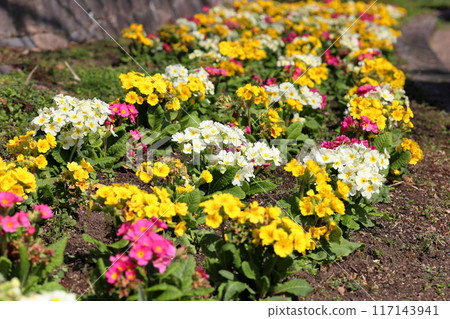 報春花盛開 117143941