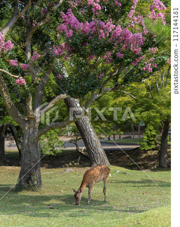 Scenery of Nara Park in summer with crape myrtle flowers blooming and deer 117144181