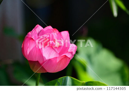 A lotus A lotus 117144305