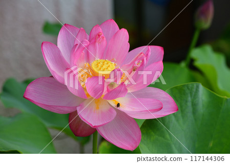 A lotus A lotus 117144306