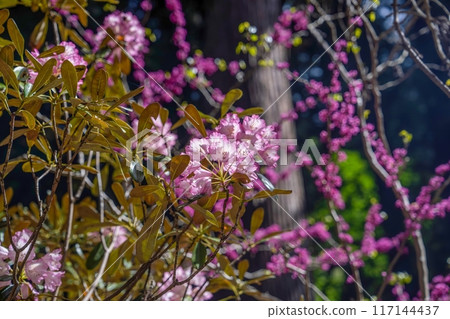 A scene of rhododendrons and redbuds blooming quietly together A scene of rhododendrons and redbuds blooming quietly together 117144437