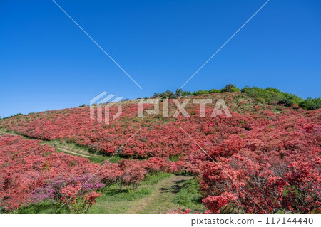 A spectacular view of azaleas in full bloom against a blue sky from the observation deck 117144440