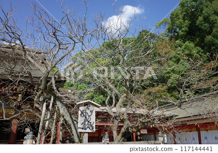 Tobiume scenery_Dazaifu Tenmangu Shrine 117144441
