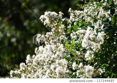 紫薇 紫薇 117144485