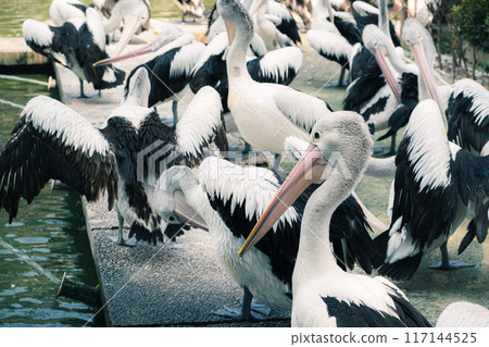 Many pelicans at the zoo Many pelicans at the zoo 117144525