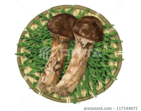 松茸（2 朵）配漏杓和柏葉 117144672