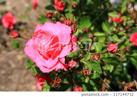 Elvation, Image 117144732