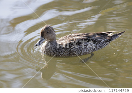 Ducks leisurely swimming in the pond 117144739