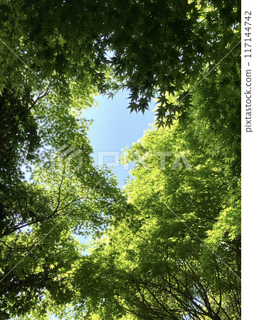 Fresh green leaves 117144742