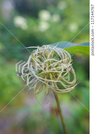 White Clematis fluff. The flower language is "beauty of the spirit," "traveler's joy," and "sweet bondage." White Clematis fluff. The flower language is "beauty of the spirit," "traveler's joy," and "sweet bondage." 117144767