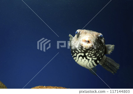 Pufferfish white-spotted puffer fish saltwater fish swimming fish White-spotted puffer puffer 117144803