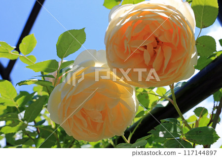 戲弄喬治亞州,圖像 戲弄喬治亞州,圖像 117144897