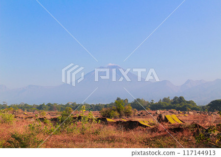 drying sliced tobacco leaves in the traditional way in the open field 117144913