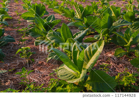 Large leaf tobacco plants growing on tobacco farmland 117144928