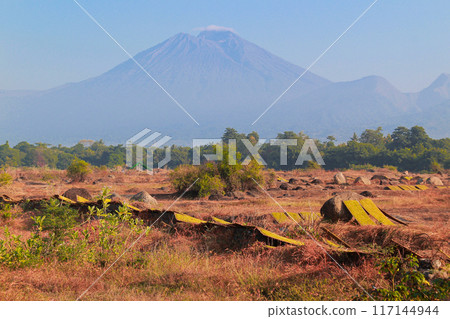 drying sliced tobacco leaves in the traditional way in the open field 117144944