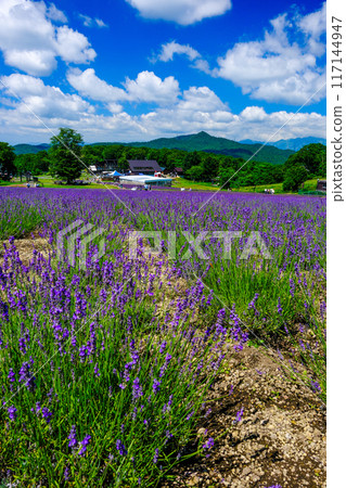 Lavender fields and Mt. Amagaya (vertical) 117144947