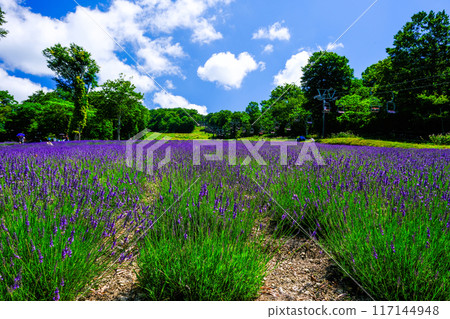 Fresh green lavender field 117144948