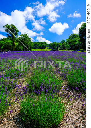 Fresh green lavender field (vertical) Fresh green lavender field (vertical) 117144949