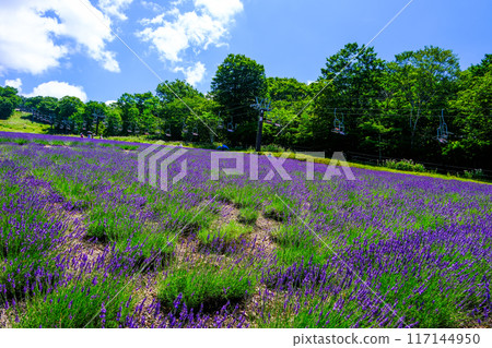 Late-blooming lavender fields 117144950