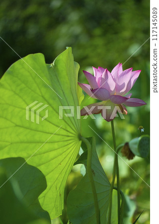 瑪戶萬葉之裡盛開的蓮花 瑪戶萬葉之裡盛開的蓮花 117145089