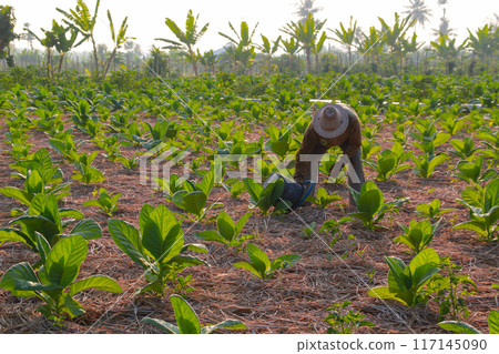 Tobacco farmers fertilize plants in the morning on June 16, 202024 in Lombok, Indonesia Tobacco farmers fertilize plants in the morning on June 16, 202024 in Lombok, Indonesia 117145090