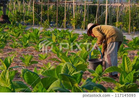 Tobacco farmers fertilize plants in the morning on June 16, 202024 in Lombok, Indonesia 117145093