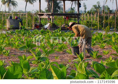 Tobacco farmers fertilize plants in the morning on June 16, 202024 in Lombok, Indonesia 117145096