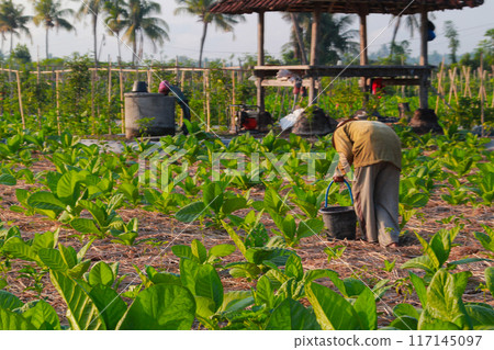 Tobacco farmers fertilize plants in the morning on June 16, 202024 in Lombok, Indonesia Tobacco farmers fertilize plants in the morning on June 16, 202024 in Lombok, Indonesia 117145097