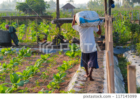 Tobacco farmers bring fertilizer for their crops on June 16, 202024 in Lombok, Indonesia Tobacco farmers bring fertilizer for their crops on June 16, 202024 in Lombok, Indonesia 117145099