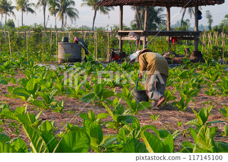 Tobacco farmers fertilize plants in the morning on June 16, 202024 in Lombok, Indonesia 117145100