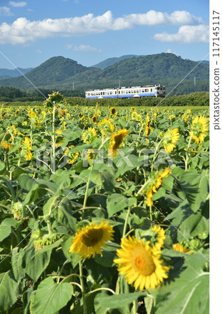 Sunflowers and the Gono Line Sunflowers and the Gono Line 117145117