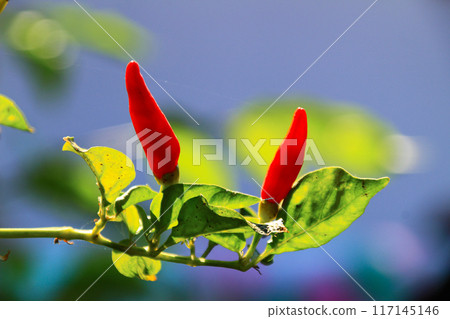 Small red chilies on the stem close up view Small red chilies on the stem close up view 117145146
