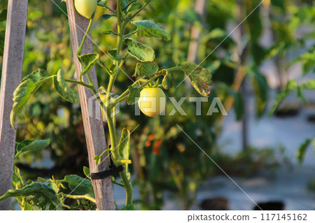 Unripe green tomatoes in summer field close up 117145162