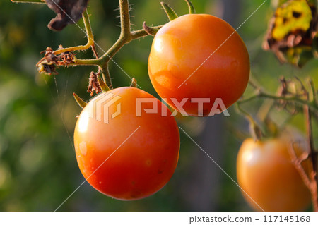 Tomato fruit in summer field close up Tomato fruit in summer field close up 117145168