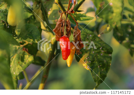 Small red chilies on the stem close up view 117145172