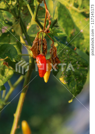 Small red chilies on the stem close up view Small red chilies on the stem close up view 117145173