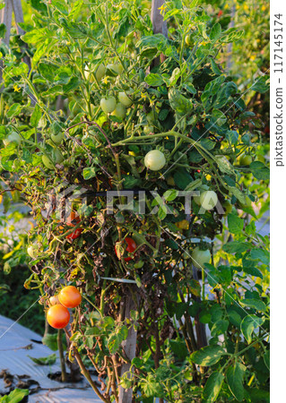 Tomato fruit in summer field close up Tomato fruit in summer field close up 117145174