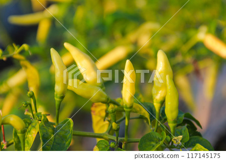 Small green chilies on the stem close up view Small green chilies on the stem close up view 117145175