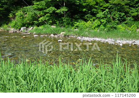 新潟縣十日町市清津河流經清新的綠色森林,初夏風景 新潟縣十日町市清津河流經清新的綠色森林,初夏風景 117145200