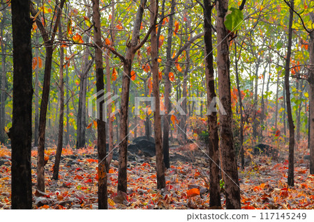 Deciduous Forest, Mixed Deciduous Forest, Forestry in Lombok, Indonesia Deciduous Forest, Mixed Deciduous Forest, Forestry in Lombok, Indonesia 117145249