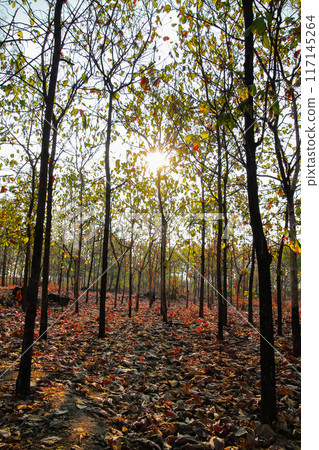 Deciduous Forest, Mixed Deciduous Forest, Forestry in Lombok, Indonesia 117145264