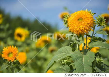 Sunflowers blooming in Mato Manyo Village Sunflowers blooming in Mato Manyo Village 117145321