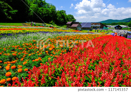 金魚草和五彩山 117145357