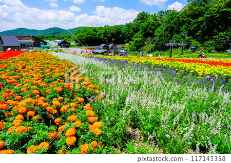 Marigold and Colorful Hill 117145358
